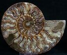 Beautiful Agatized Ammonite Pair #11013-2